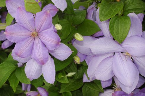 Clematis 'Mrs Cholmondeley'